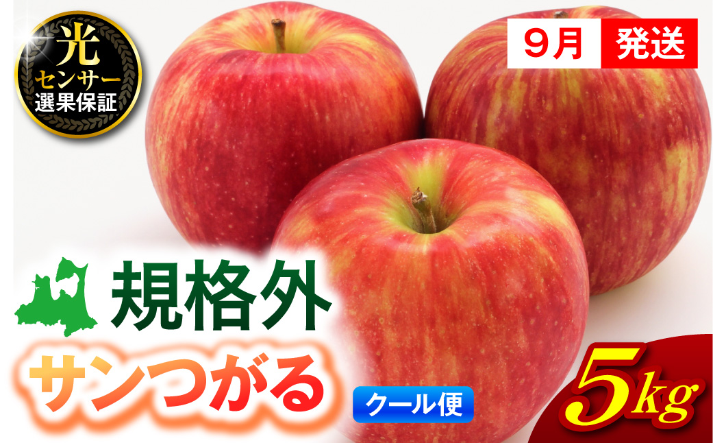 【2026年9月発送】【規格外】 りんご 5kg サンつがる 光センサー選果保証 青森県産 【クール便】