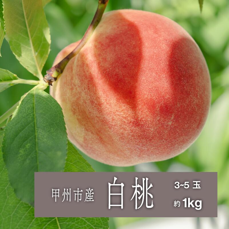 【ふるさと納税】 桃 果物 白桃系 約1kg 3～5玉 もも 産直 完熟 フルーツ 甲州市 山梨県 2025年発送 数量限定 期間限定 贈答 ギフト 家庭用 7月 8月 発送 （SHP） 【B-457】
