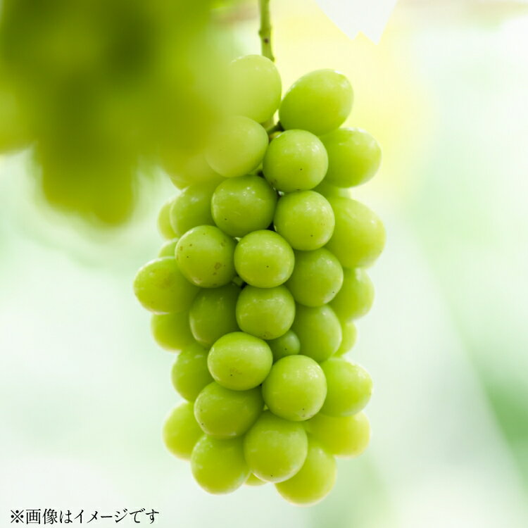 【ふるさと納税】【期間限定発送】 シャインマスカット 約600g 2パック 約1.2kg [tk06ays820001 山形県 高畠町 本田農園] ぶどう ブドウ 葡萄 マスカット 大粒 粒 つぶ ツブ 種なし 果物 くだもの フルーツ