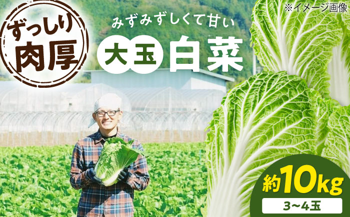 【先行予約】　【【11月下旬から順次発送】 白菜 3Lサイズ×3～4玉（約10kg）　はくさい ハクサイ 旬　野菜 国産 新鮮 愛媛県大洲市/ふじた農園 [AGDH008]