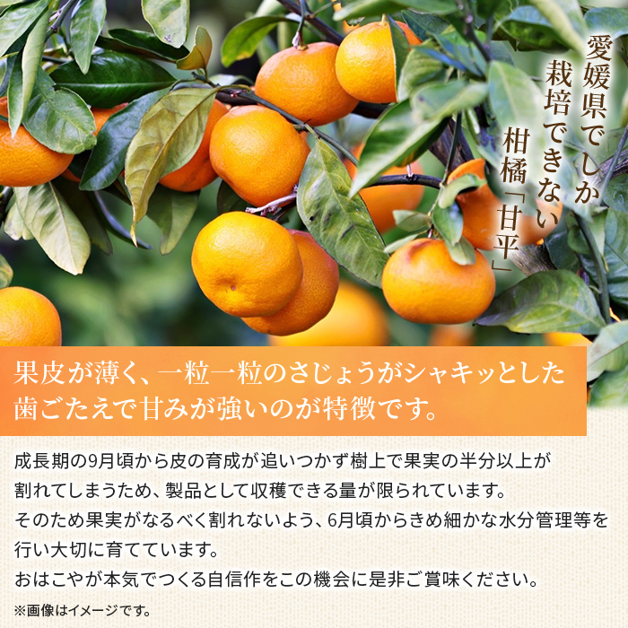 ＜おはこやがつくる 甘平 約3kg（L～3Lサイズ）＞ 果物 フルーツ 柑橘類 かんぺい カンペイ オレンジ みかん ミカン サイズ混合 おいしい 甘い 愛媛限定栽培 特産品 産地直送 西宇和 愛媛県