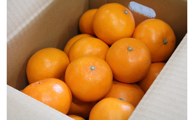 【まごころ手選別】和歌山産　せとか　約3kg　秀品 ※2026年2月下旬～4月中旬頃より順次発送予定