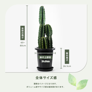 【観葉植物】三本立ち柱サボテン 60cm～80cm Green Farm M IB075-005 観葉植物 ※北海道・沖縄・離島配送不可