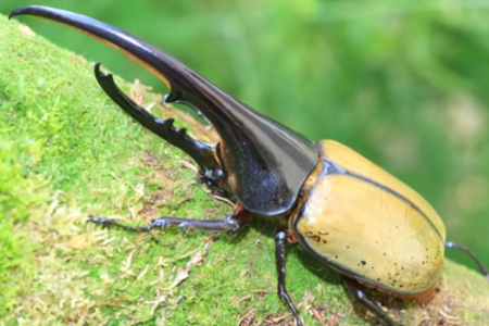 東京ドイツ村 入園チケット 1枚＋世界の昆虫爬虫類王国 1日入場引換券 1名様分｜旅行 観光 日帰り 泊り あそぶ 立ち寄り スポット デーマパーク レジャー チケット 見どころ アクアライン 房総 