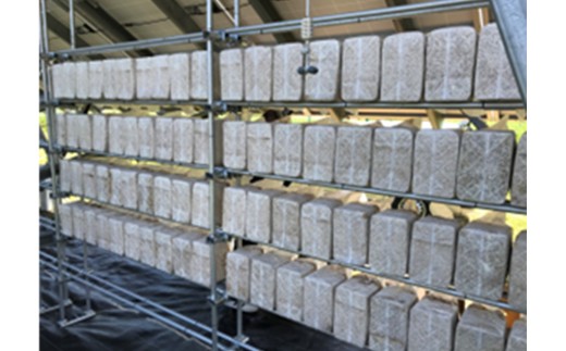 乾燥きくらげ（30g）×3袋　【02402-0425】