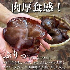 【2026年先行予約】 肉厚 ぷりぷりコリコリ 生きくらげ 500g きくらげ 八ヶ岳山麓育ち 国産 安心安全 農薬不使用 ハウス栽培 食物繊維 信州 送料無料 [7月中旬発送開始] 株式会社レインボ