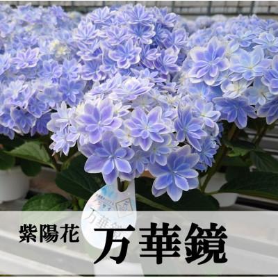 ふるさと納税 吉賀町 【お届け:2027年4月下旬より開始】アジサイ「万華鏡」5号鉢