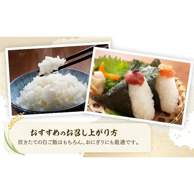 令和7年 新潟県 上越産 厳選米 コシヒカリ 10kg 10キロ しみず屋  上越市 板倉区 精米 こしひかり