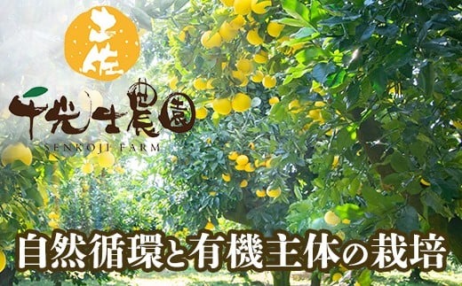 【先行予約受付】【R8年発送】 土佐文旦 L~4L 約5kg 訳あり フルーツ 柑橘 ぶんたん 特産品 高知県産 家庭用 果物 ジューシー 爽やか 酸味 甘み 芳香 2月 3月 4月 熟成 贈答用 ギ
