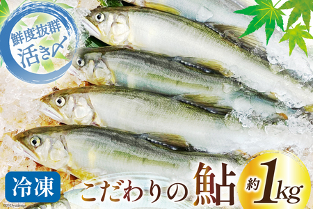 鮎 冷凍 こだわりの鮎 約1kg [あゆの是則 宮崎県 日向市 452060794] あゆ アユ 魚 魚介 川魚 塩焼き 甘露煮 冷凍