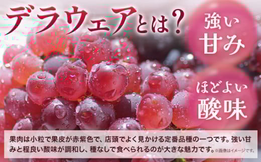 デラウェア【2026年先行予約】【一大産地からのお届け】デラウェア 約1.2kg《2026年7月上旬-8月中旬頃出荷》デラウェア ぶどう 葡萄 ブドウ 一大産地 大阪府 羽曳野市 種無しぶどう 産地直
