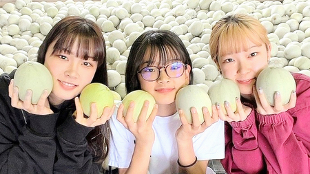 農家直送 プリンスメロン 1箱 約5kg ( 7～8玉入り ) 【 2025年5月下旬以降発送 】【 先行予約 】 期間限定 産地直送 果物 フルーツ メロン 甘い [CM001ya]