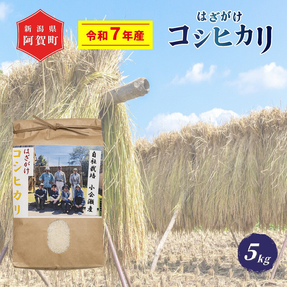 【ふるさと納税】 《新米予約》 米 5kg 新潟県産 コシヒカリ はざ掛け 天日干し 令和7年産 越後奥阿賀産 | 小会瀬 はざがけ こしひかり 一等米 送料無料 お取り寄せ お米 白米 精米 ※2025年10月下旬頃より順次発送
