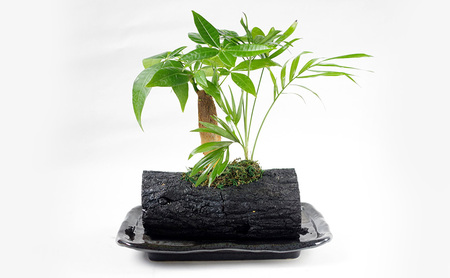 観葉植物 パキラ インテリア 観葉植物