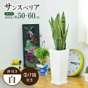 【ふるさと納税】観葉植物 サンスベリア 陶器鉢植え 植物 インテリア 角型 / 観葉 植物 インテリア おしゃれ プレゼント / 大村市 / 琴花園[ACYK020]