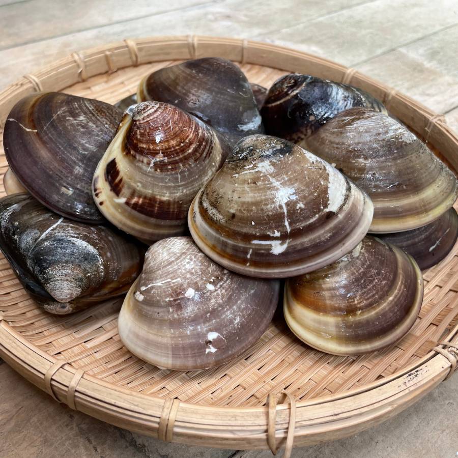 ＜丸元水産＞桑名産「蛤」（中サイズ）500g【3ヵ月定期便】12月開始