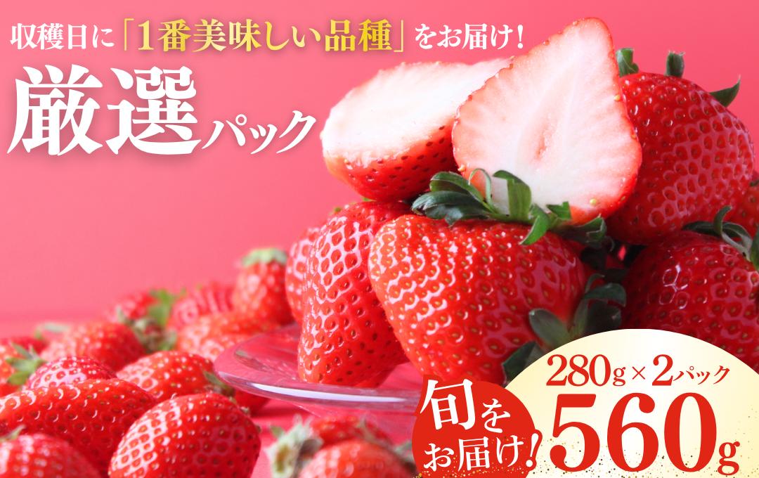 【先行予約＿2027年出荷分】完熟いちご280g 2パック（厳選DXパック）　【 苺 いちご イチゴ かおり野 恋みのり 産地直送 旬 果物 フルーツ くだもの 静岡県 伊豆 南伊豆町 期間限定 】　<AA-8>