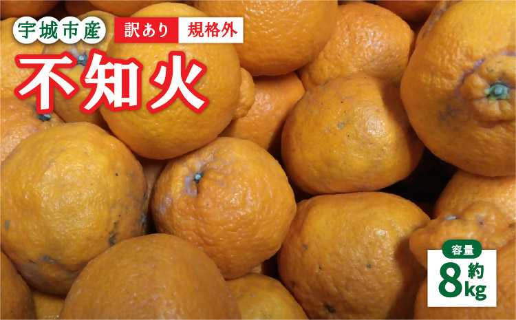 先行予約 訳あり 不知火 8kg 2027年1月下旬-2月下旬発送予定 規格外 サイズ不選別  果物 くだもの フルーツ 柑橘 訳アリ