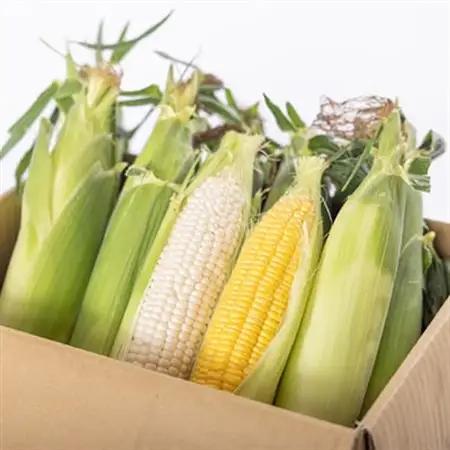 和泉市産のとうもろこしセット(黄色5本・白色5本)【配送不可地域：離島】【1518411】