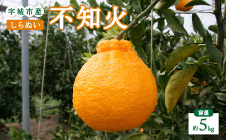 先行予約 不知火 5kg 2025年2月上旬から4月下旬発送予定 しらぬい ひかる農園