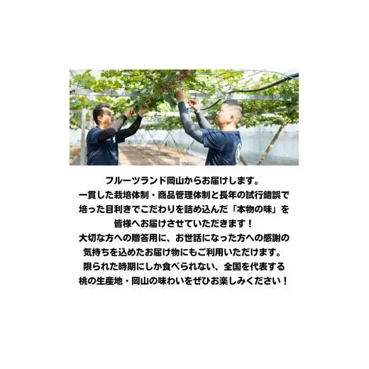 桃太郎ぶどう 1房 約500g 岡山県産 【先行予約 2026年8月下旬から順次発送】