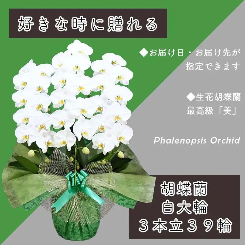 3本立て 胡蝶蘭 39輪～42輪 白色【木製大型木札 または メッセージカード 付き】