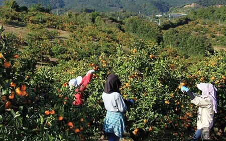 みかん 金山パイロットファームの 温州みかん 10㎏ 極早生(青切り)  みかん みかん みかん みかん みかん【knpr0013】
