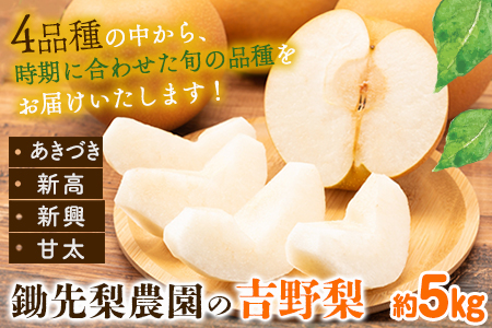 熊本県氷川町産 鋤先梨農園の梨 約5kg 鋤先梨農園 《9月上旬-10月中旬頃出荷予定》 熊本県 氷川町 あきづき 甘太 新高 新興 旬