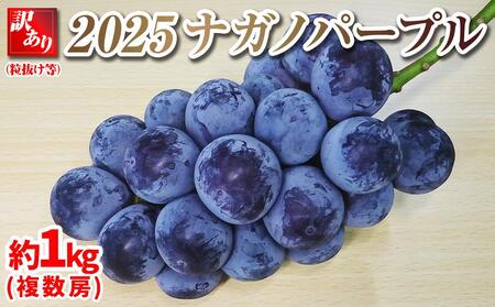 【先行予約】2025　ナガノパープル　A 【訳あり粒抜け等】　房複数　約1キロ　長野県産  【10月初旬頃～順次発送予定】国際特許有機肥料栽培｜ 訳あり 果物 フルーツ ぶどう ナガノパープル 高糖度 種なし 有機肥料栽培 地元農園 人気 おすすめ 葡萄 ブドウ ギフト 送料無料 長野県 大町市 ぶどう ぶどう ぶどう ぶどう ぶどう