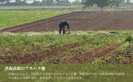 【令和8年産先行予約】津南産アスパラガス M・L おまかせ1.3kg |津南町 アスパラガス