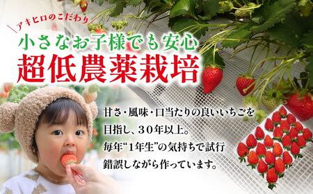 【先行予約】いちご やよいひめDX（約400g ×２パック（箱入り）｜ いちご 群馬県 前橋市