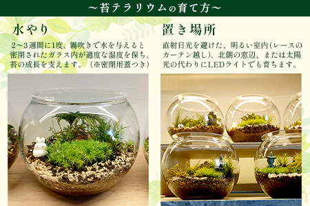 B-892　苔テラリウム　手入れ簡単 癒やしのインテリア 卓上サイズ 誕生日 プレゼント雑貨 敬老の日 贈り物 観葉植物 初心者 鹿島市産 / mossty [B-892]