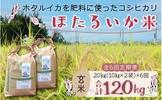 ほたるいか米（玄米20kg）×6回 計120kg【6ヶ月定期便】訳あり 米 コシヒカリ こしひかり 頒布会  産直 ほたるいか ホタルイカ お米 ブランド米 富山 滑川 農家直送 お米 おこめ こしひかり ホタルイカ 蛍烏賊 富山県 滑川市 コンシェルジュ kome20キロ ごはん おにぎり