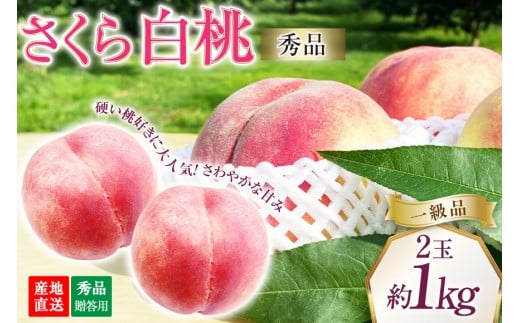 【2026年発送】桃 山梨 秀品 朝どれ 硬い桃 さくら白桃 約 1.0kg 2玉 朝獲れ 大玉 さくら 白桃もも 桃 モモ フルーツ 果物 山梨県産 産地直送 期間限定 季節限定 冷蔵 8月下旬から発送 [韮崎市桃農家の産直 山梨県 韮崎市 20745236]