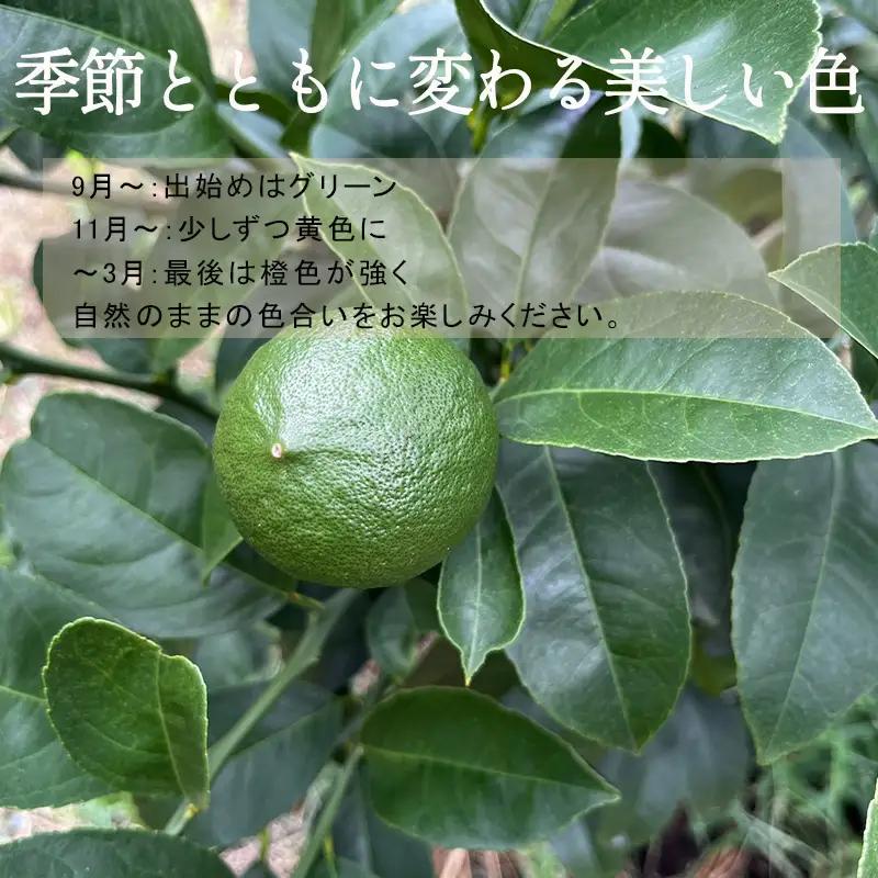『先行予約』【令和8年11月より順次発送】皮ごと食べる マイヤーレモン 1.5kg