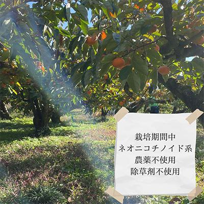 ふるさと納税 天理市 【令和8年10月上旬から発送】たねなし柿L〜2Lサイズ(16〜18個入り) |  | 02