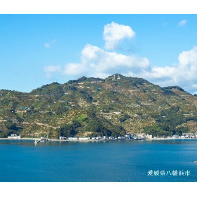 【創業85年 親子4代 愛媛みかん 一筋】愛媛八幡浜産 極早生みかん 5kg【C20−43】【1594908】