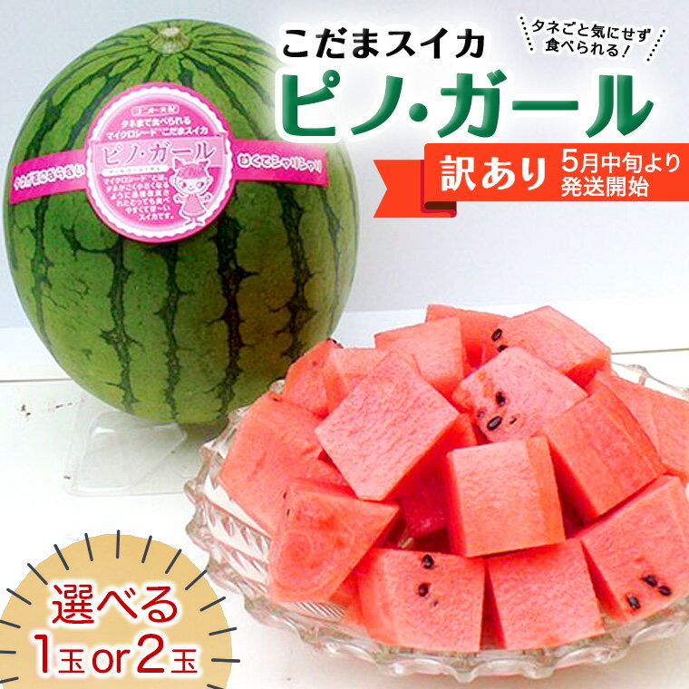 【ふるさと納税】【 訳あり 】【 2025年5月中旬より発送開始 】 こだまスイカ ピノ・ガール （1～2玉） 感動必至！ タネが気にならない すいか スイカ 西瓜 旬 旬の果実 旬のフルーツ くだもの 果実 フルーツ 夏 小玉スイカ 小玉 美味しい 茨城