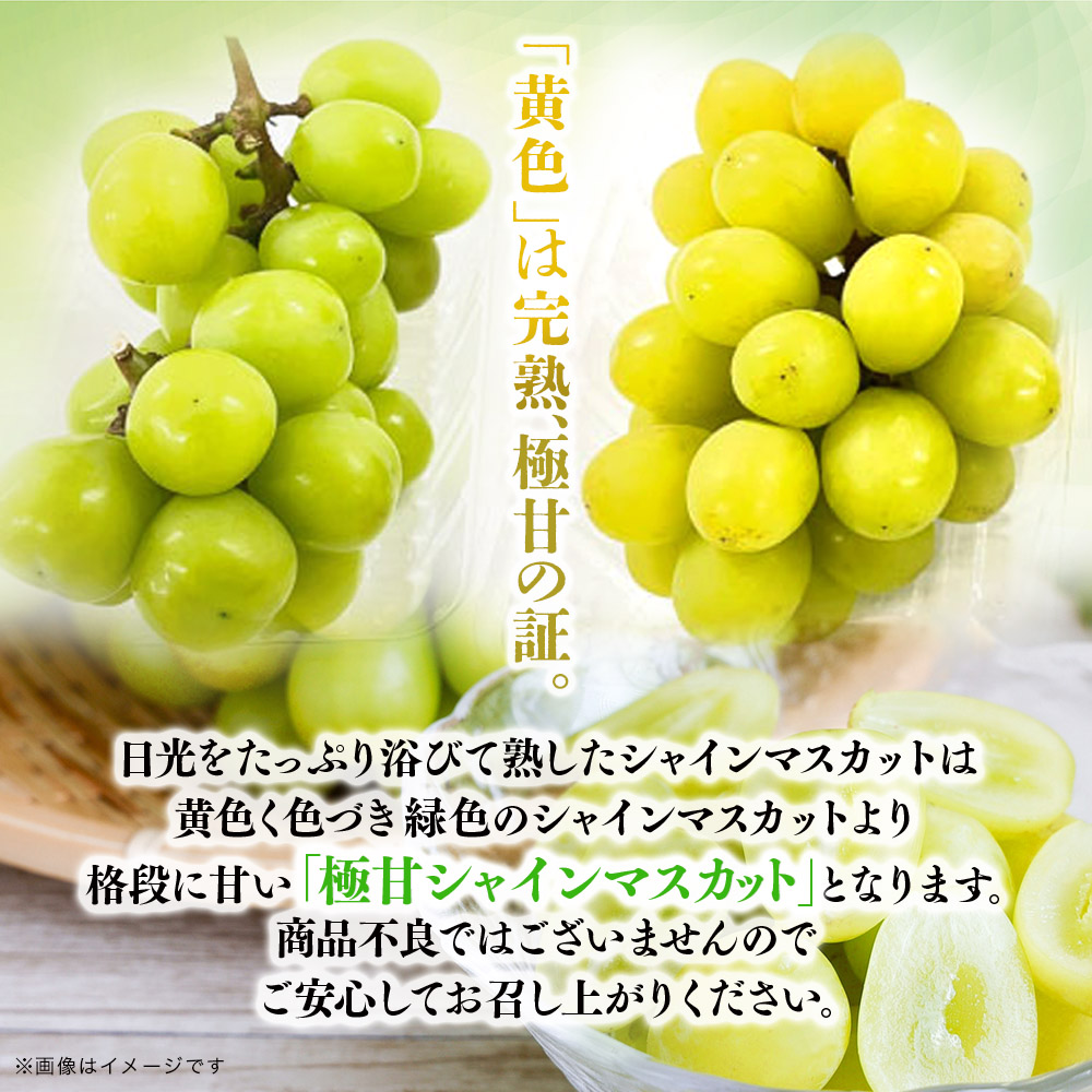 【２０２５年発送】先行予約！九州福岡フルーツ王国八女　訳ありシャインマスカット　約１．４ｋｇ【数量限定】＜配送不可：北海道・沖縄・離島＞