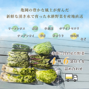 野菜 定期便6回 旬の水耕野菜セット 4種6袋以上 京都 亀岡産
