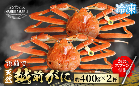 越前がに 約400g × 2杯【冷凍】急速冷凍 越前がに [m36-f002]
