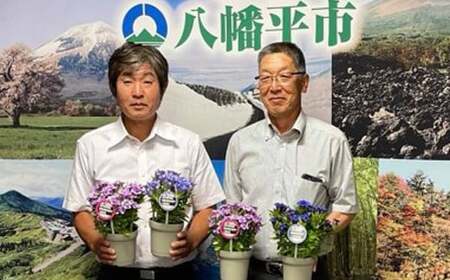 リンドウ鉢物「あしろブーケ」 ／ りんどう 竜胆 花 安代リンドウ開発