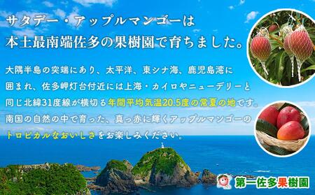 【2024年発送・先行予約】訳あり完熟アップルマンゴー1kg