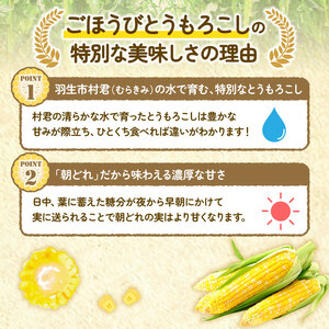 【先行受付】 朝採れ とうもろこし 10本 ごほうびとうもろこし トウモロコシ