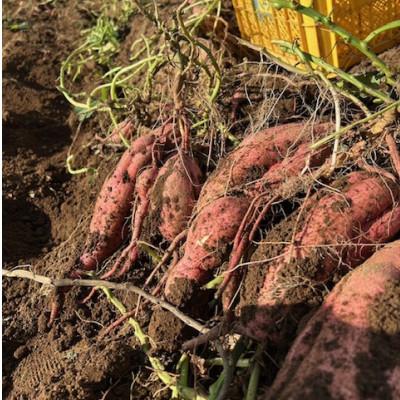 ふるさと納税 西之表市 中園ファームの熟成安納芋の黄金塩けんぴ |  | 03