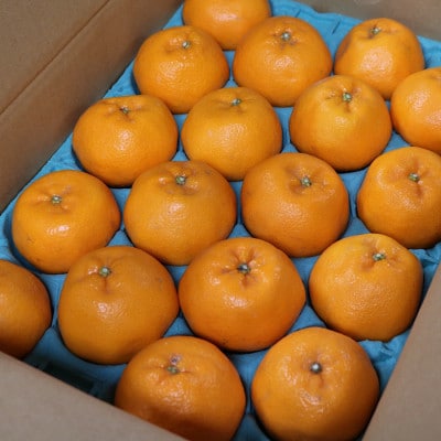 【産地直送】和歌山県産　有田のはるみ　12玉～24玉＜2026年1月下旬頃より順次発送＞【1383572】