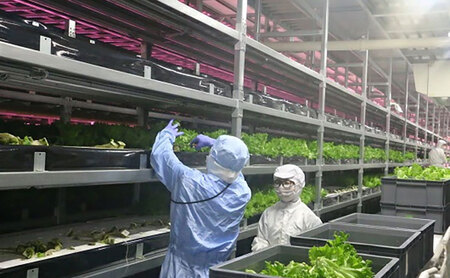 野菜セット ケール 水耕栽培 緑黄色野菜 野菜セット