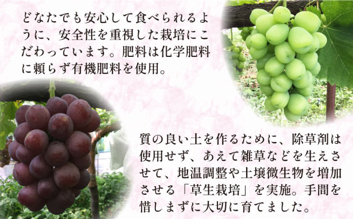 【数量限定】 旬 の珍しい厳選 ぶどう 約 1kg / フルーツ ブドウ 産地直送 / 南島原市 / 長崎県農産品流通合同会社 [SCB053]
