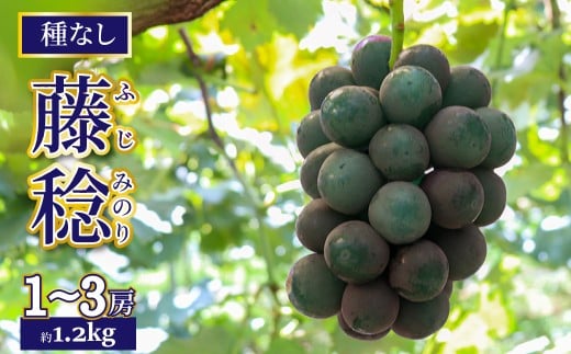 ＜2026年8月上旬以降に発送＞【藤稔 約1.2kg（1～3房）】先行予約 ぶどう grape fruit 藤みのり フレッシュ 旬 果物 くだもの 高知県 佐川町産