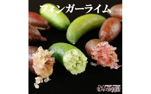 【先行予約】 フィンガーライム 約100g 100グラム〈2026年9月上旬～2026年11月下旬頃発送〉  / 当店おまかせ 果物 くだもの 果実 柑橘類 柑橘 フレッシュ 新鮮 お酒 果実酒 ジュース【白木果樹園】 [BQAI046]